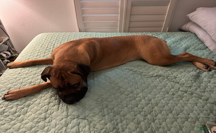 Cane Corso dogs for sale - Ad 1