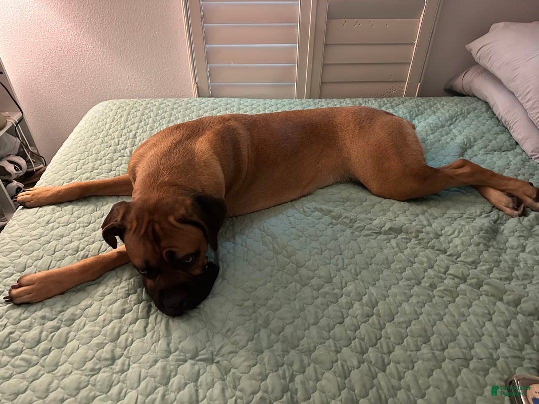 Cane Corso dogs for sale: Creasy - Image 1