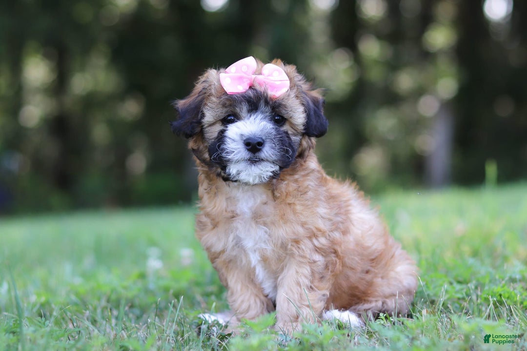 Shihpoo dogs for sale: Amelia - Image 7