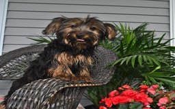 Yorkshire Terrier dogs for sale: River - Image 6