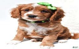 Mini Goldendoodle dogs for sale: Ryder - Image 3