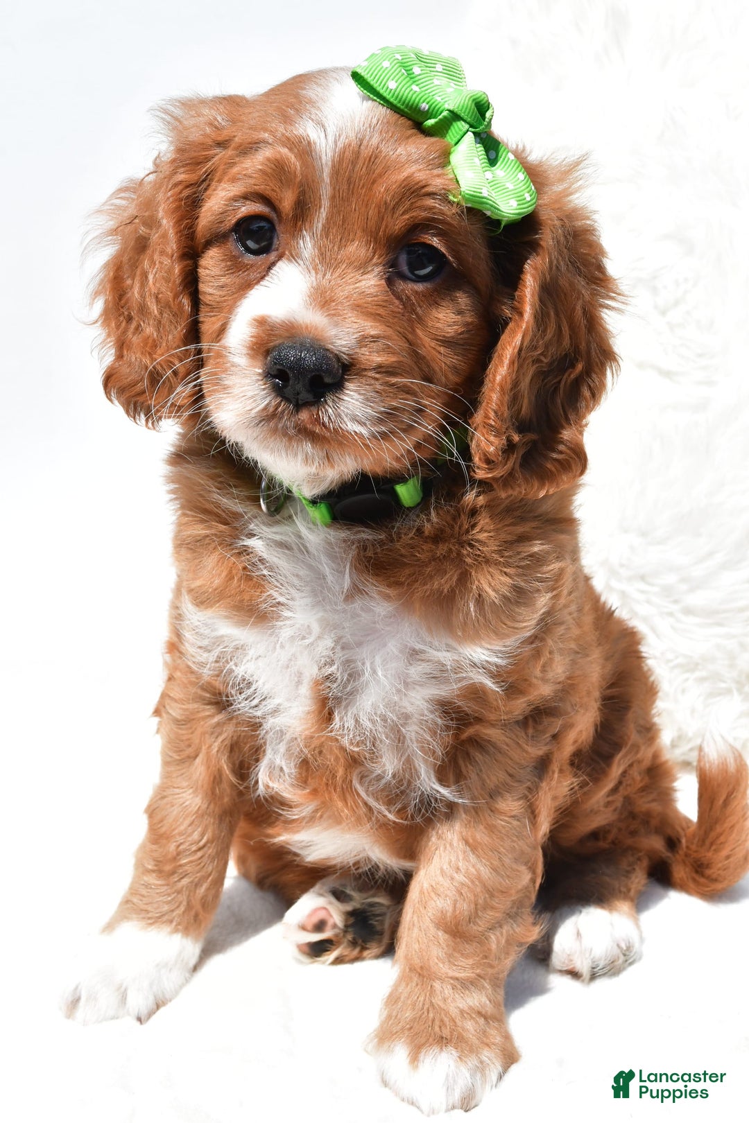Mini Goldendoodle dogs for sale: Ryder - Image 3