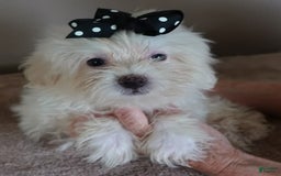 Maltipoo dogs for sale: 3 lb oslo - Image 7