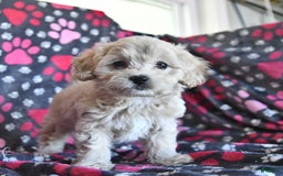 Cavapoo dogs for sale: Ace - Image 12
