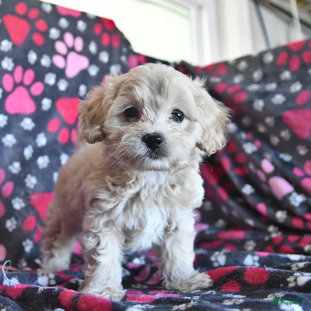 Cavapoo dogs for sale: Ace - Image 12