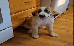 Saint Bernard dogs for sale: Max - Image 7