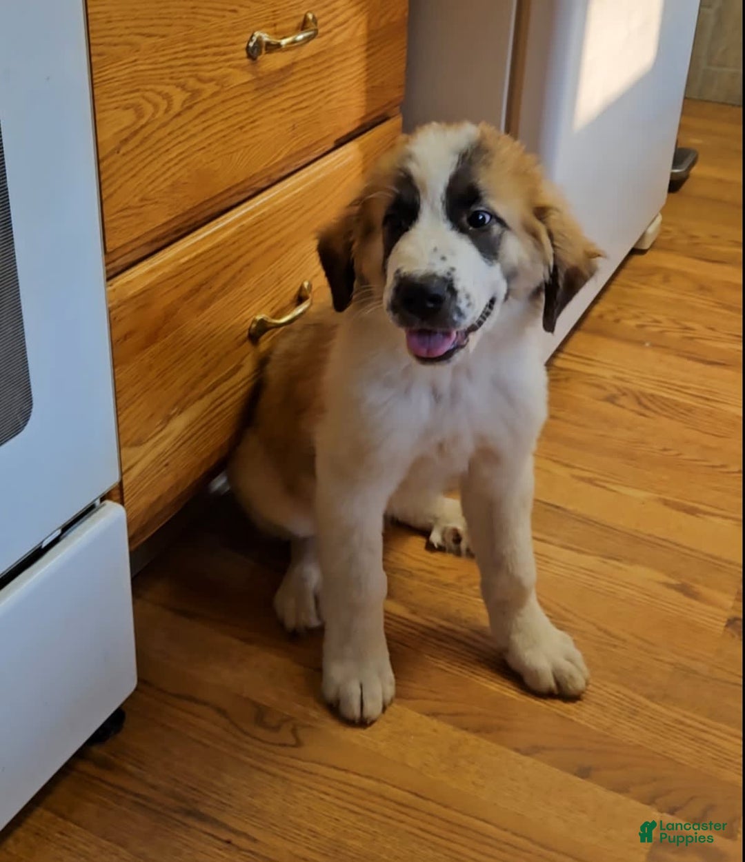 Saint Bernard dogs for sale: Max - Image 7