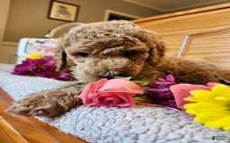 Standard Poodle dogs for sale: Blossom - Image 3