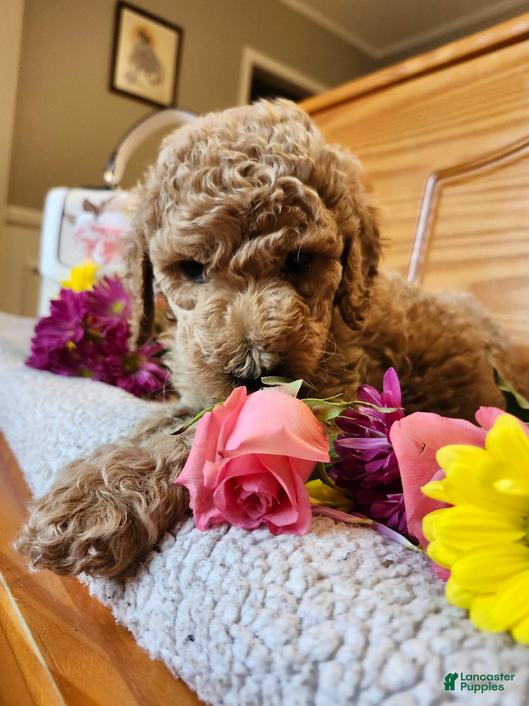 Standard Poodle dogs for sale: Blossom - Image 3