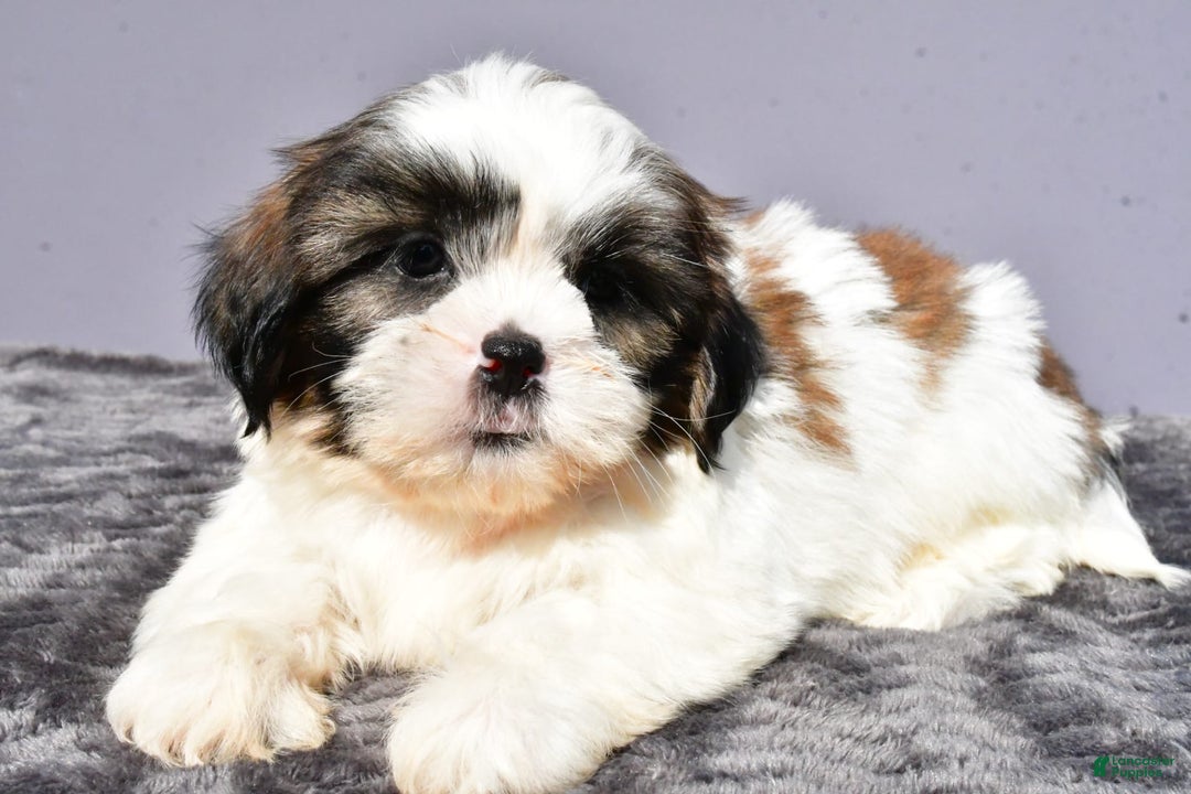 Shih Tzu dogs for sale: Unique - Image 1