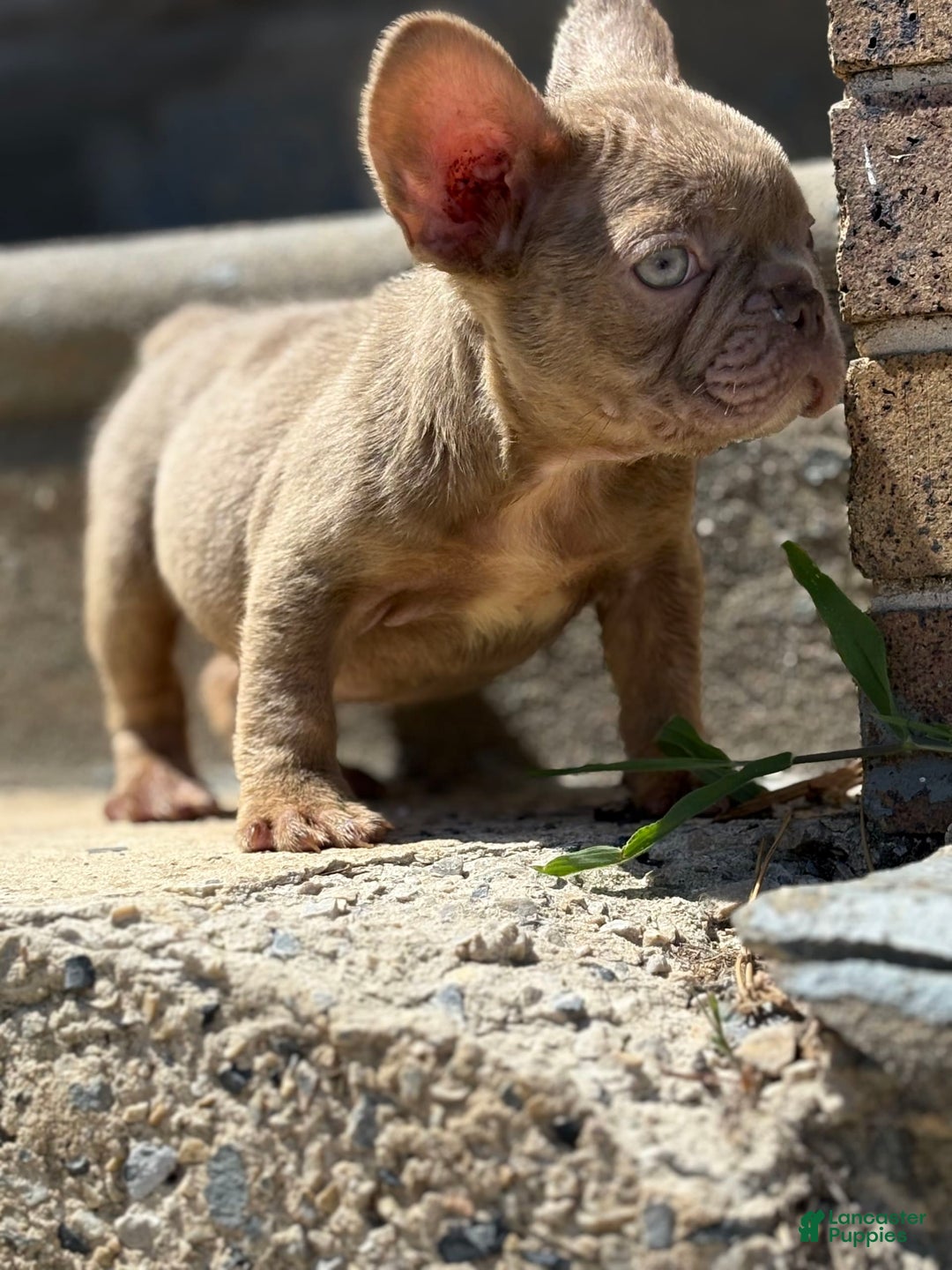 French Bulldog dogs for sale: Crisean Boy 1 - Image 6
