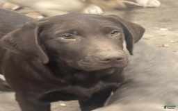 Labrador Retriever dogs for sale: Silver Male 2 - Image 1