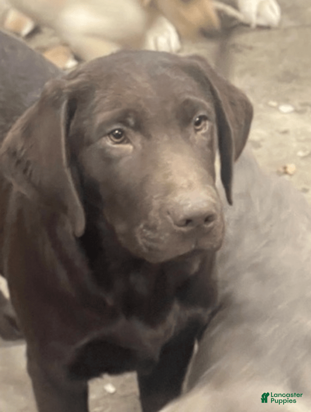 Labrador Retriever dogs for sale: Silver Male 2 - Image 1