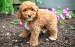 Miniature Poodle dogs for sale: Kyler - Image 2