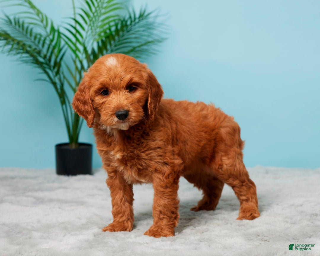 Mini Goldendoodle dogs for sale: Megan - Image 2