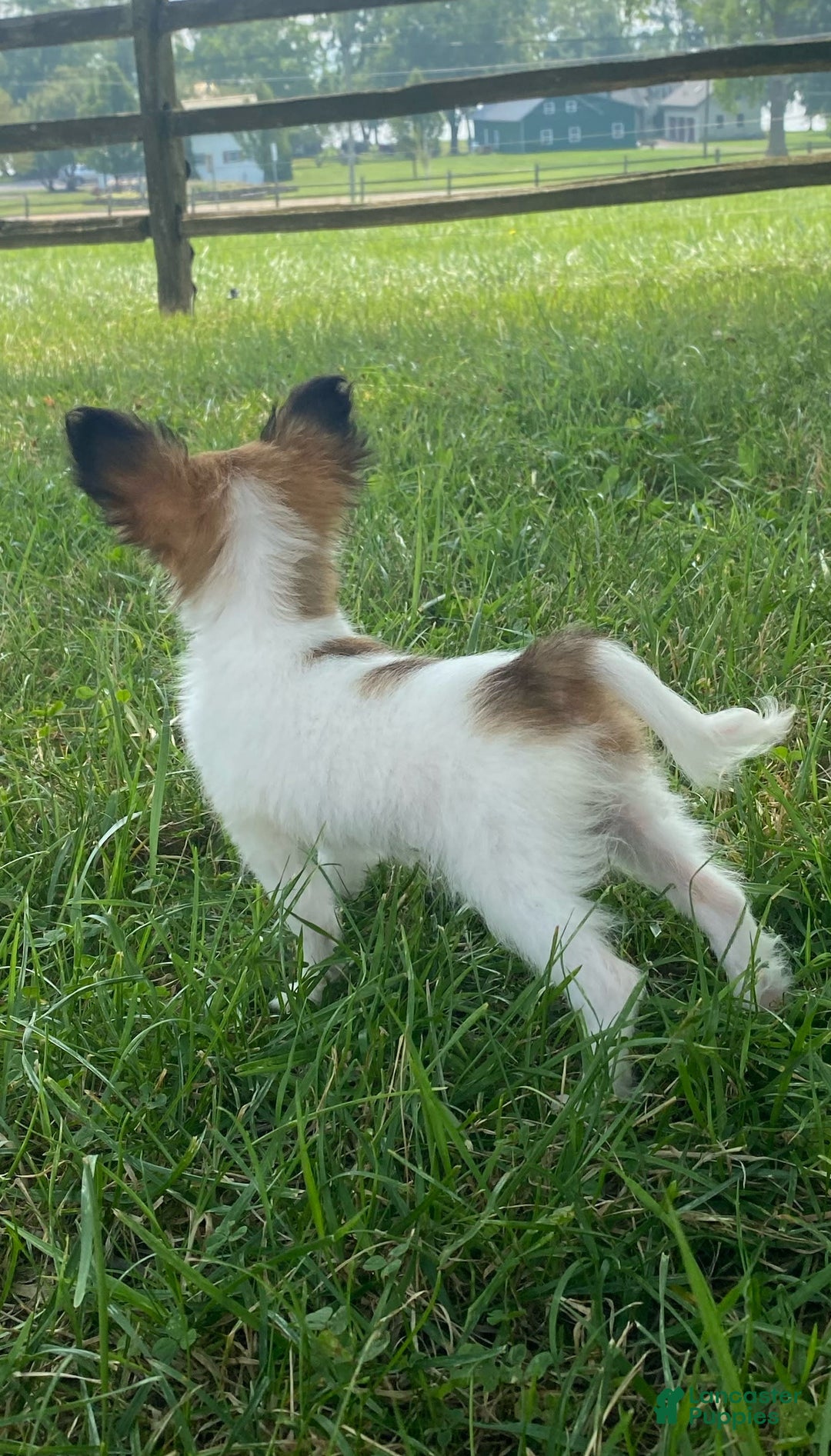 Papillon dogs for sale: Rose 🌹 - Image 5