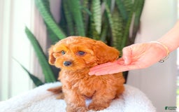 Cavapoo dogs for sale: Isaiah - Image 8