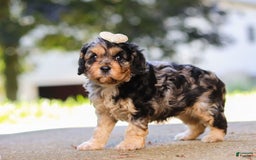 Cavapoo dogs for sale: Cavapoo 2 puppies - Image 10