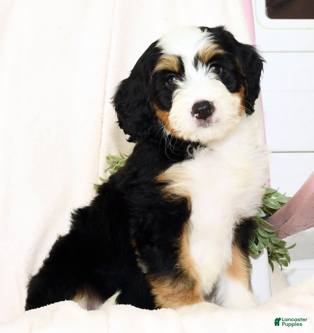 Mini Bernedoodle dogs for sale: Poppy - Image 7