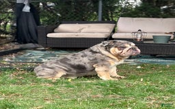 English Bulldog dogs for stud: Dart - Image 1