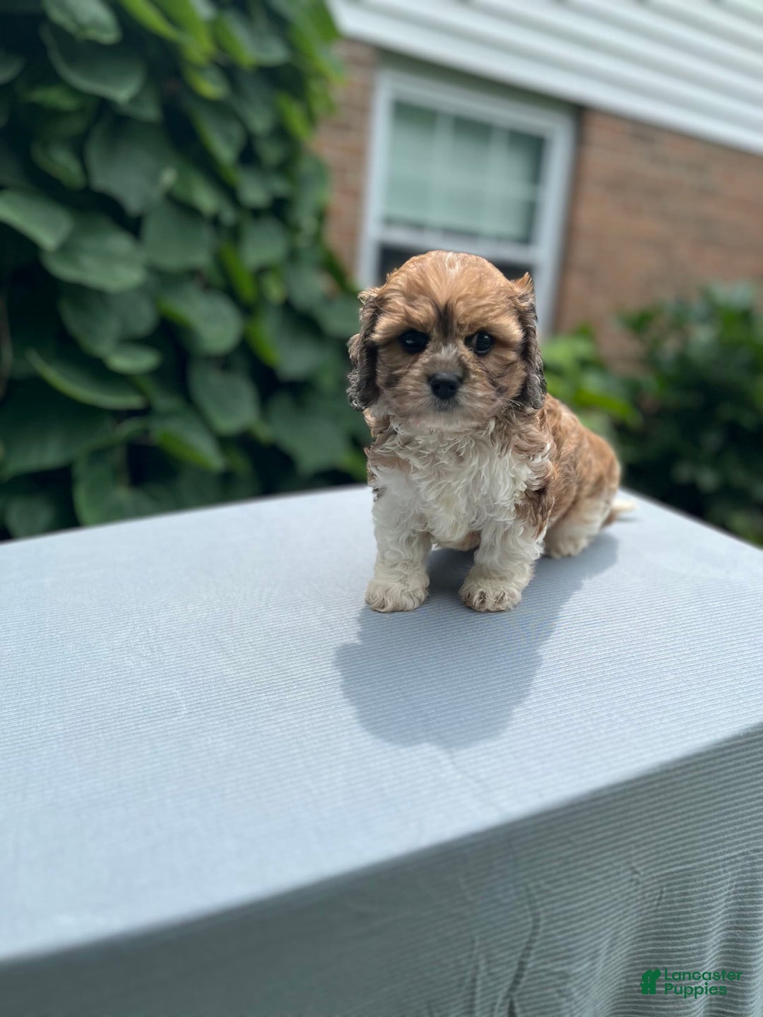 Cavapoo dogs for sale: Diego - Image 2