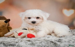 Bichon Frise dogs for sale: Benny - Image 6