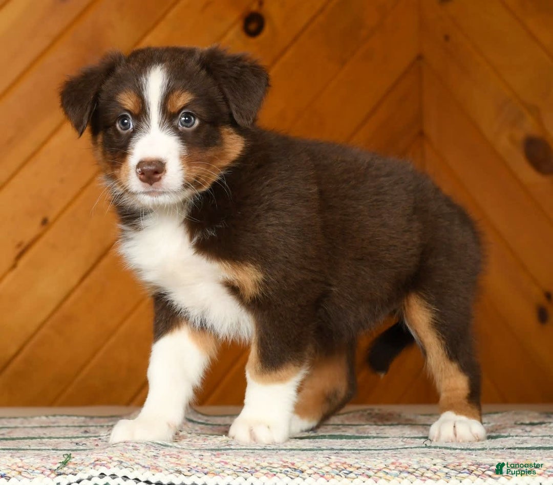 Australian Shepherd dogs for sale: Asia - Image 4