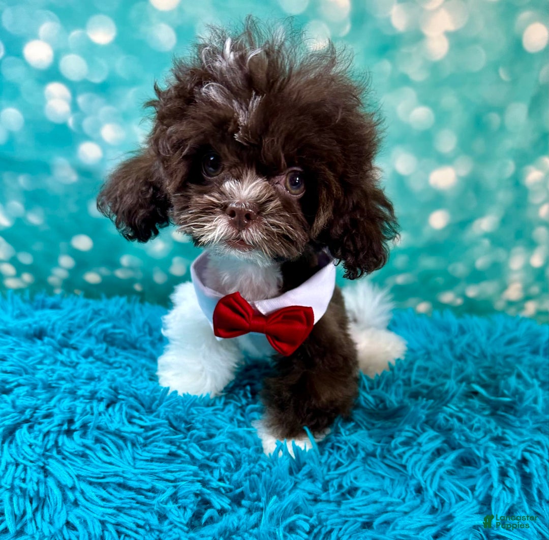 Shihpoo dogs for sale: Lil Alfie - Image 5