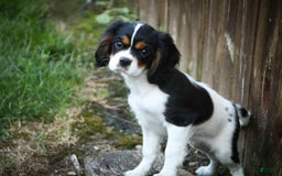 Cavalier King Charles Spaniel dogs for sale: Nero - Image 10