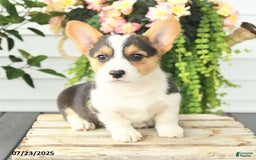 Welsh Corgi Pembroke dogs for sale: Precious - Image 3