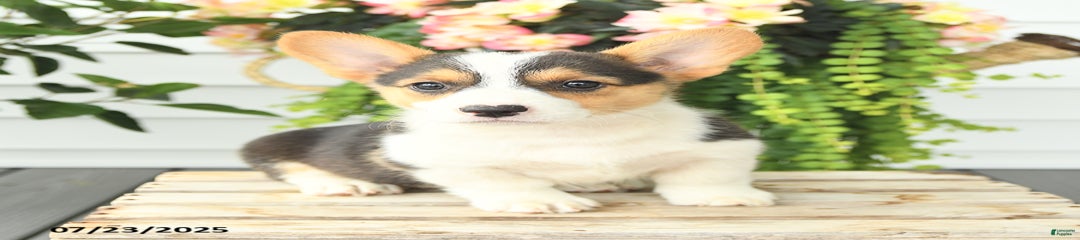 Precious