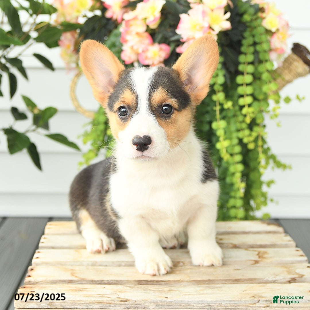 Welsh Corgi Pembroke dogs for sale: Precious - Image 3