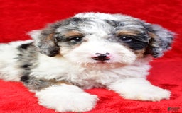 Mini Bernedoodle dogs for sale: Willow - Image 7