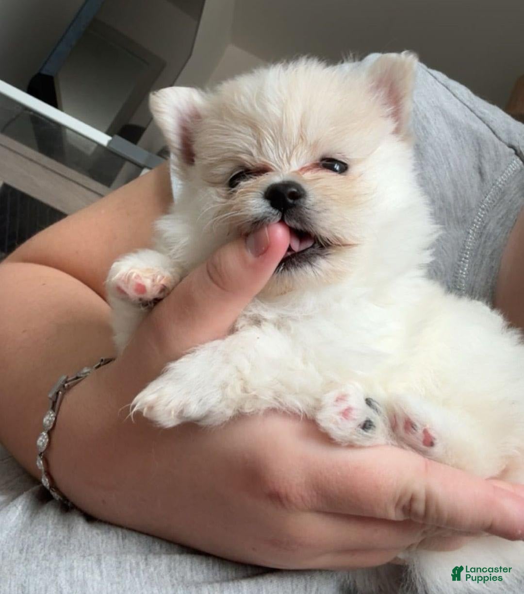 Pomeranian dogs for sale: Kim - Image 2