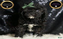 Cavapoo dogs for sale: Riddle - Image 1