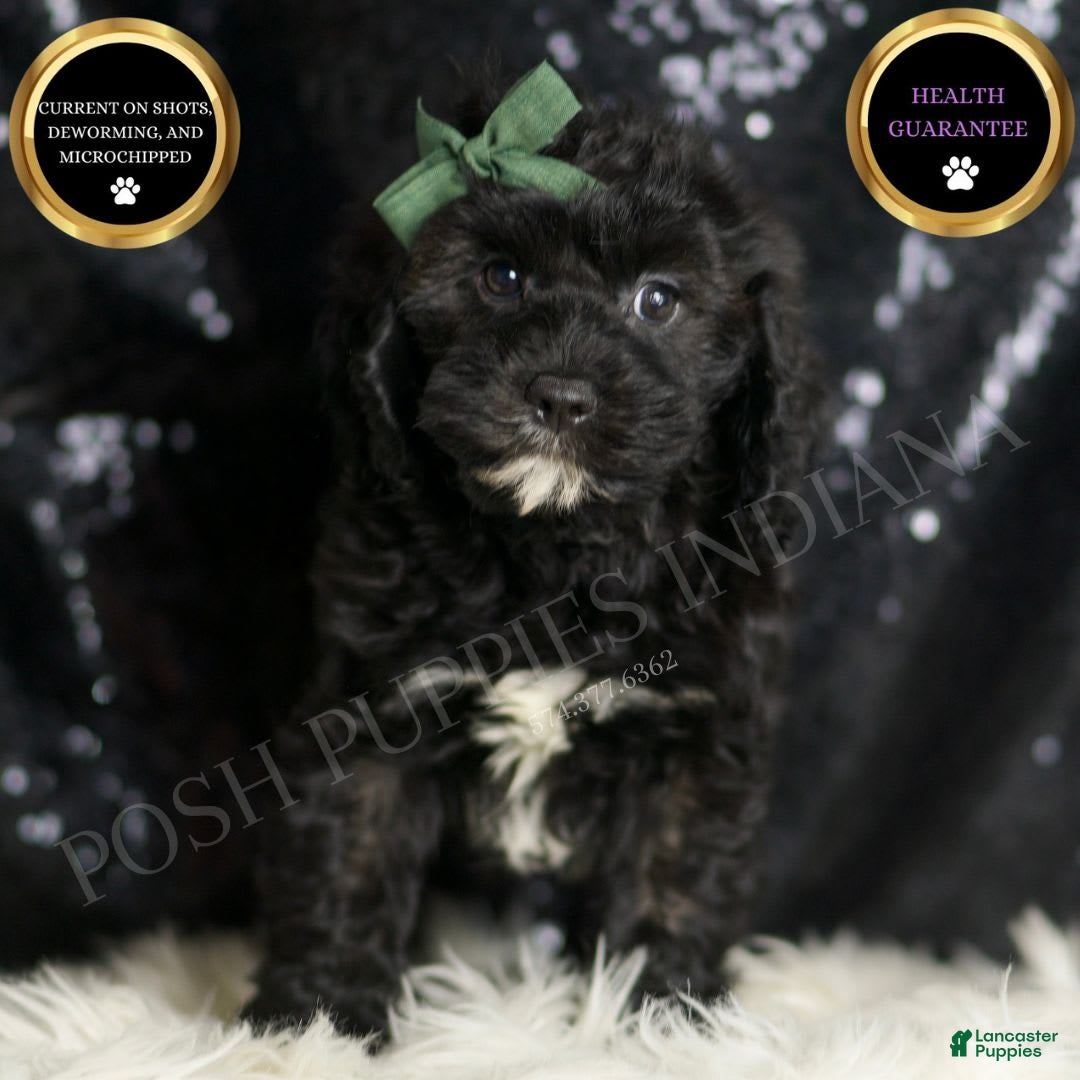 Cavapoo dogs for sale: Riddle - Image 1