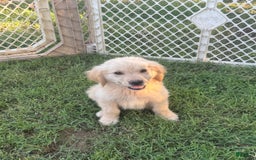 Golden Retriever dogs for sale: Ladies babies - Image 3