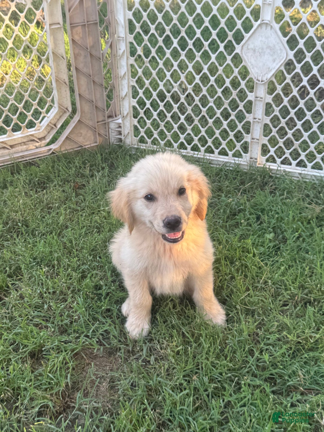 Golden Retriever dogs for sale: Ladies babies - Image 3