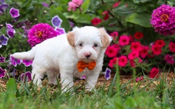 Maltipoo dogs for sale: Timmy - Image 6