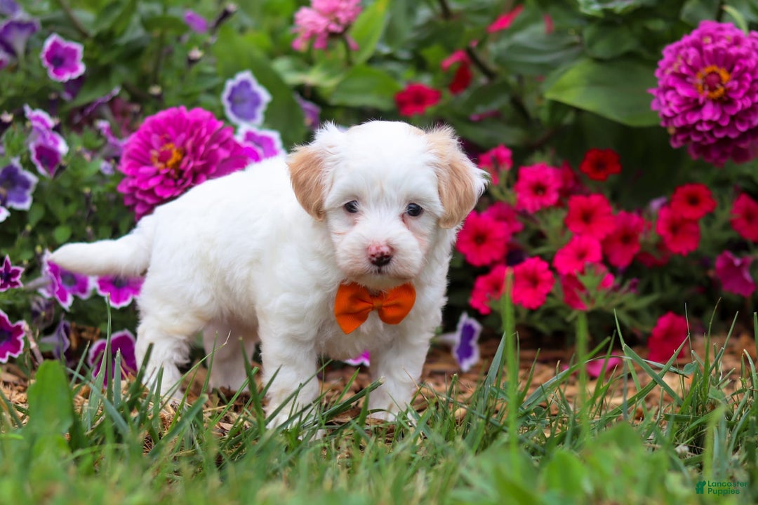 Maltipoo dogs for sale: Timmy - Image 6