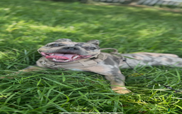 French Bulldog dogs for sale: Bear - Image 10