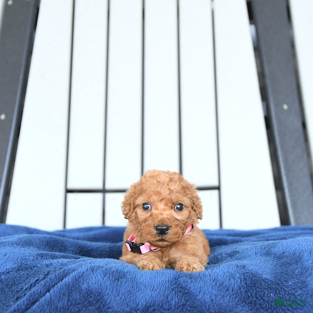 Mini Goldendoodle dogs for sale: Aurora - Image 21