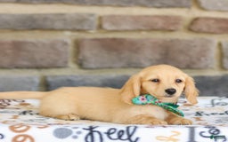 Miniature Dachshund dogs for sale: Trudy - Image 2