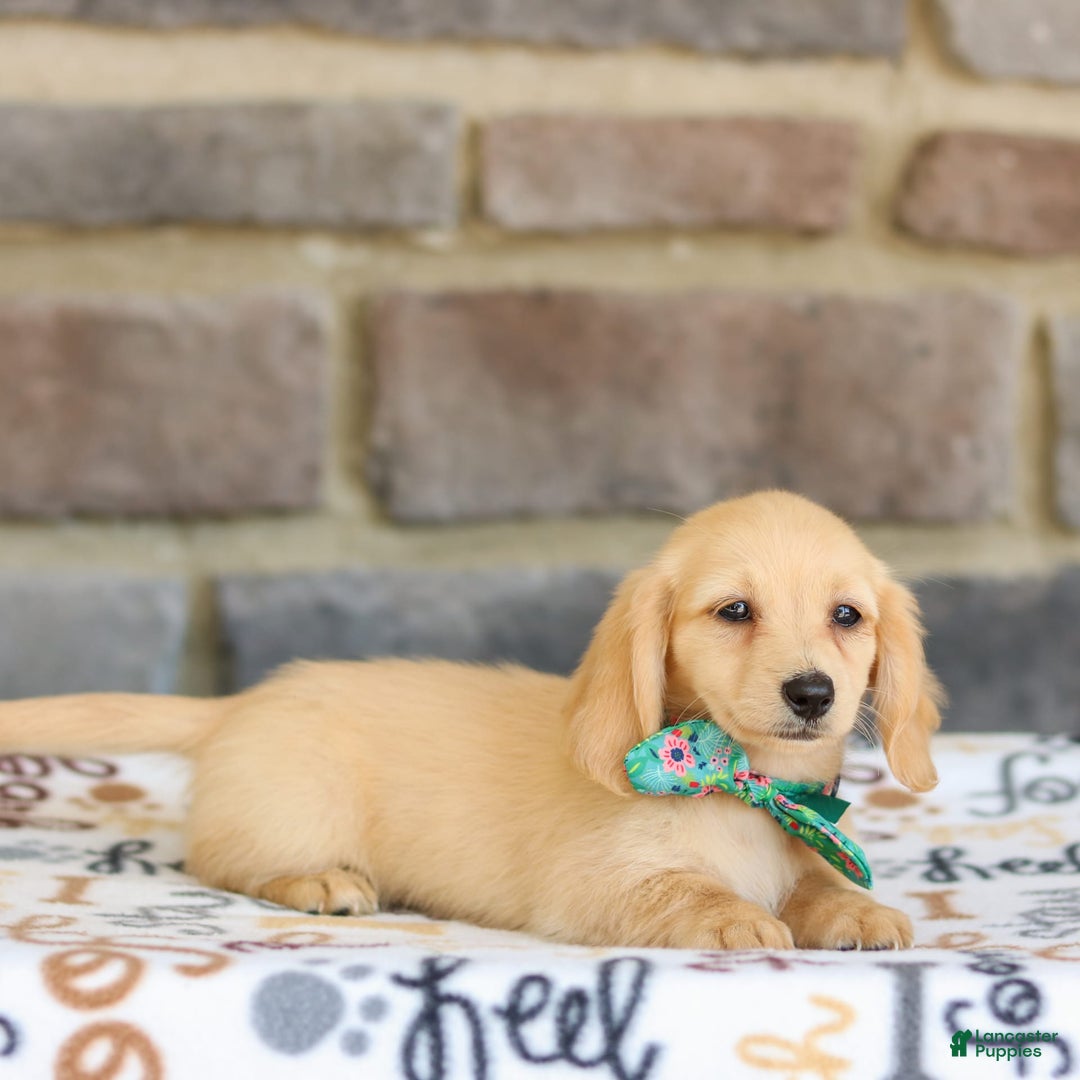 Miniature Dachshund dogs for sale: Trudy - Image 2