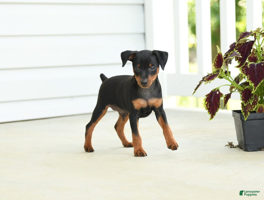 Miniature Pinscher dogs for sale: Hazelnut - Image 3