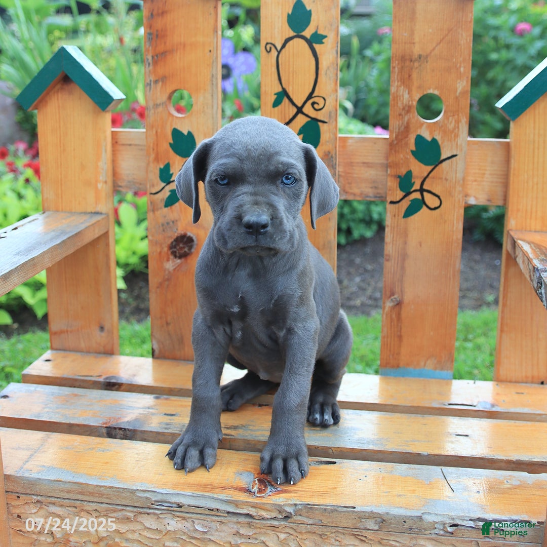 Cane Corso dogs for sale: Kiera - Image 4
