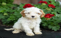 Cavapoo dogs for sale: Smores - Image 2