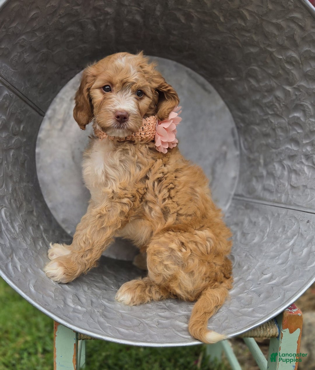 Bernedoodle dogs for sale: Gertie - Image 5