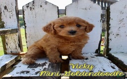 Mini Goldendoodle dogs for sale: Vicky - Image 1
