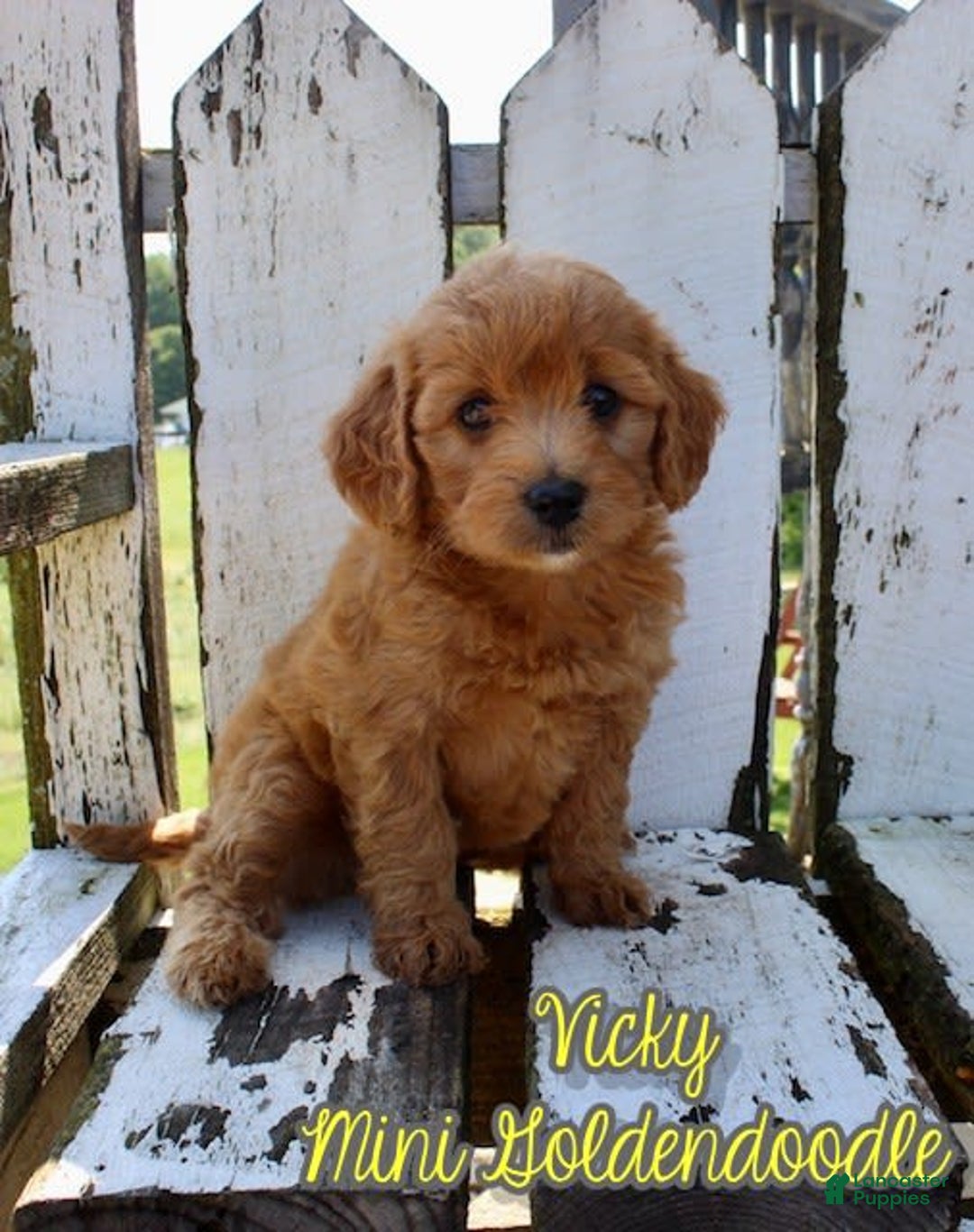 Mini Goldendoodle dogs for sale: Vicky - Image 1